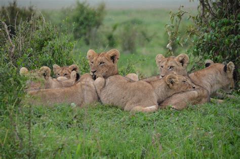Tan Lionesses on Green Field during Daytime · Free Stock Photo