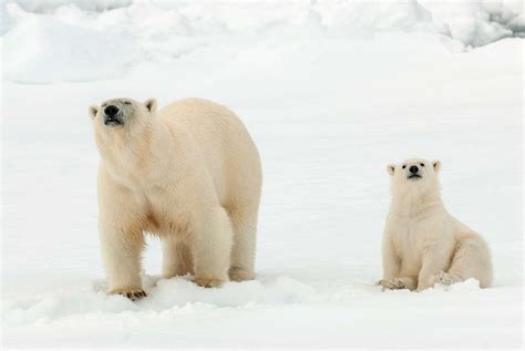 How do Polar Bears Communicate With Each other?