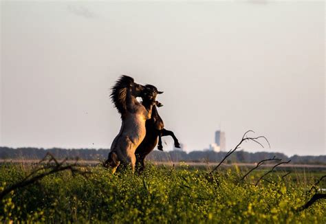 Wild konik horses in the Dutch nature reserve The Oostvaardersplassen. : r/pics