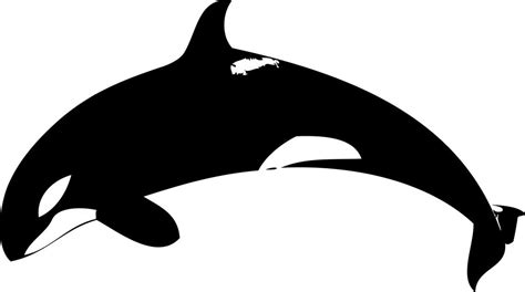 Free Black Whale Cliparts, Download Free Black Whale Cliparts png images, Free ClipArts on ...