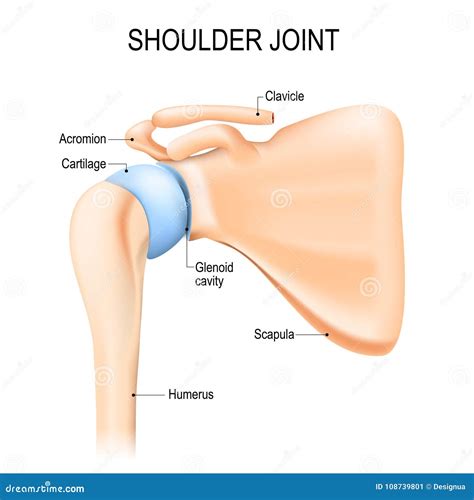 Shoulder Glenohumeral Joint. Human Anatomy Stock Vector - Illustration of medical, bone: 108739801