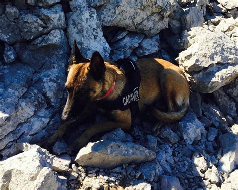 Archaeology Dogs: Cadaver Dogs on a 700 BC Site