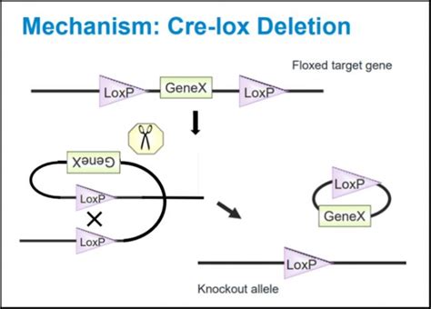 小鼠基础知识六：什么是Cre-lox_生物器材网