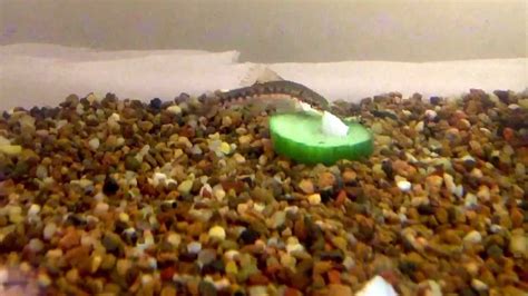 Feeding Oto, catfish, Otocinclus, cucumber - YouTube