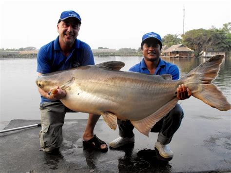 Mekong Giant Catfish – "OCEAN TREASURES" Memorial Library