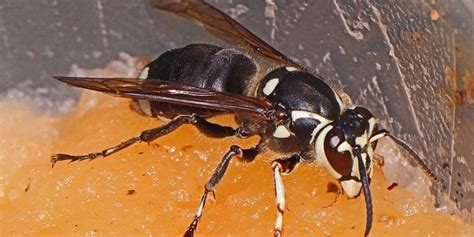 25 Types of Wasps and Hornets - ProGardenTips