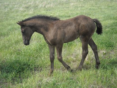 Canadian Horse Info, Origin, History, Pictures