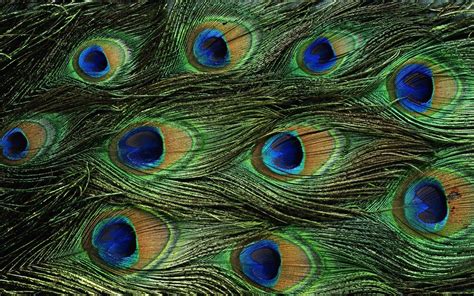 Peacock Feather Wallpapers - Top Free Peacock Feather Backgrounds ...