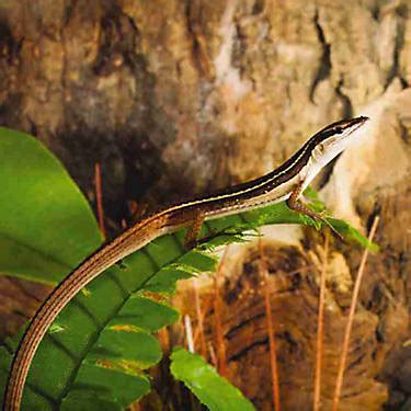 Long Tailed Lizard Facts and Pictures