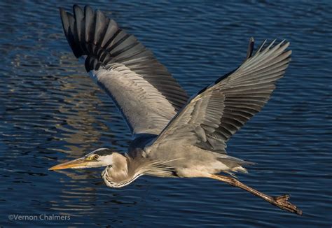 Vernon Chalmers Photography Training: Grey heron in early morning light... Woodbridge Island