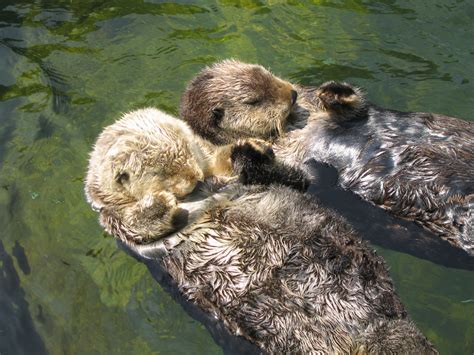 Sea Otters to Swim Freely in Southern California | Marine Science Today