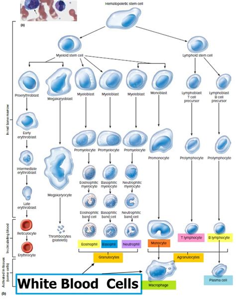 Lymphocytes function, types, normal range & causes of high or low ...