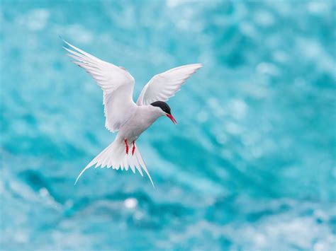 Arctic Tern Migration: A Complete Guide | Birdfact