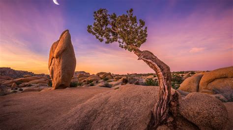 3840x2160 Joshua Tree National Park 4K ,HD 4k Wallpapers,Images ...