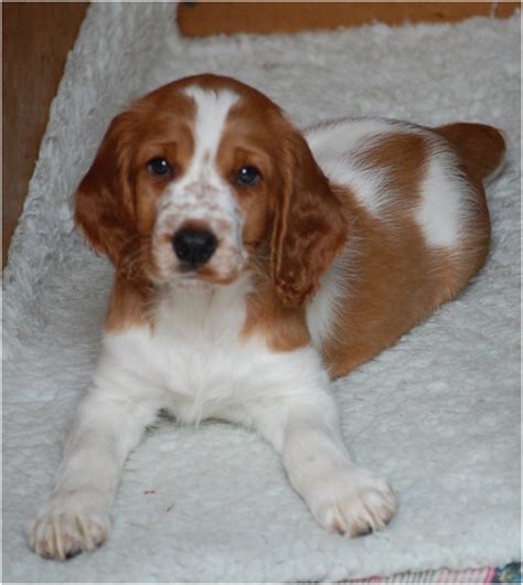 Welsh Springer Spaniel - Puppies, Rescue, Pictures, Temperament, Characteristics | Animals Breeds