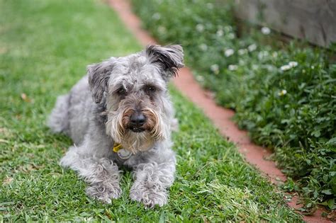 Schnoodle (Schnauzer & Poodle Mix) Dog Breed Info: Pictures, Traits ...