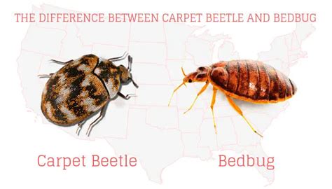 How To Get Bed Bugs out of Carpet: Remove Them Effectively