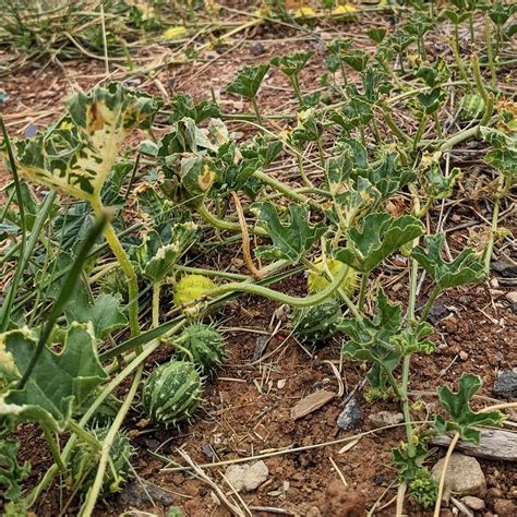 Prickly Paddy Melon (Cucumis myriocarpus) – Weeds of Melbourne