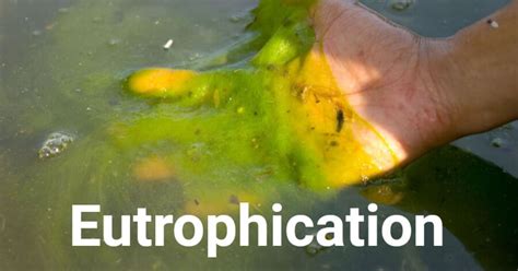 Eutrophication- Definition, Causes, Types, Process, Examples