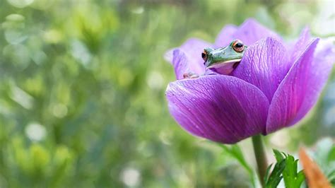 Download Bokeh Purple Flower Amphibian Tulip Flower Animal Frog HD ...