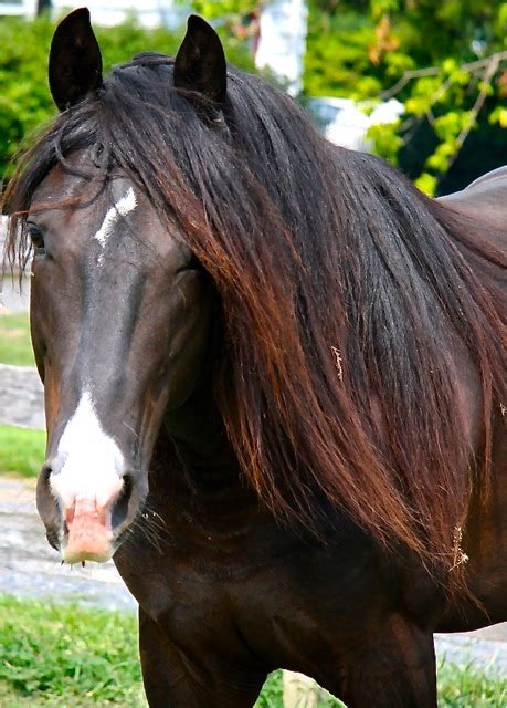 Kentucky Mountain Saddle Horse Info, Origin, History, Pictures