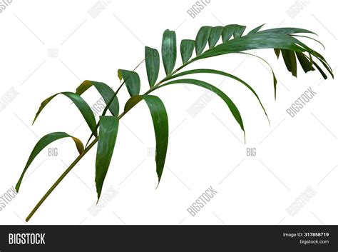 Coconut Palm Leaves Image & Photo (Free Trial) | Bigstock