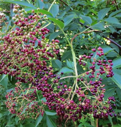 Elderberries | | Edible wild plants, Medicinal plants, Wild plants