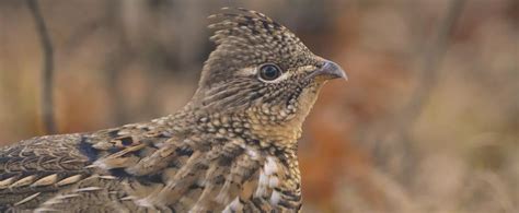 Ruffed Grouse – An Upland Game Bird Profile Series