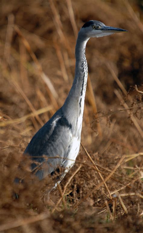 GREY HERON – Wildonline.blog