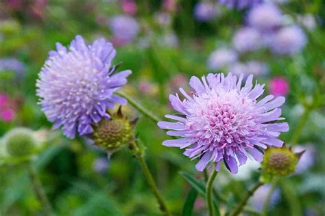 Know your wild flowers | British wild flowers, Woodland flowers, Flower seeds