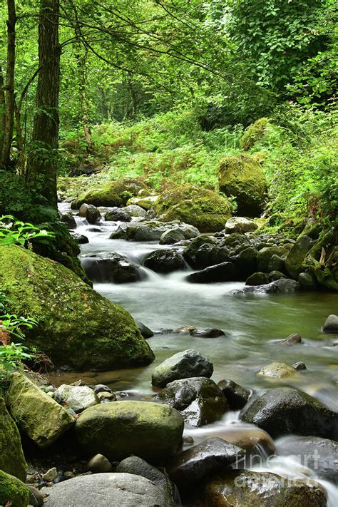 River in the Woods Photograph by Svetlana Sewell - Pixels