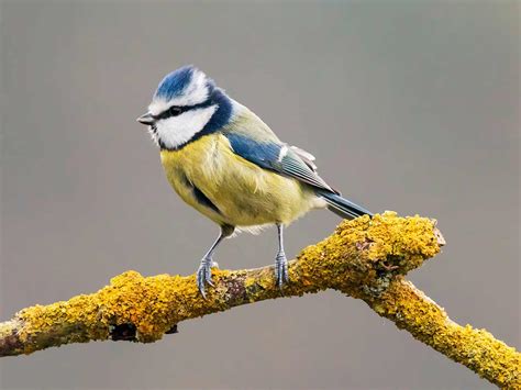 19 common British birds in your garden | Love The Garden