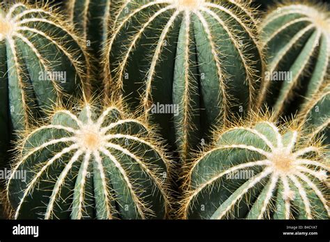 cactus, cacti, plants, desert plant, dessert plant, arid, spiny Stock ...