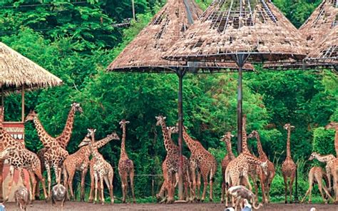 Everything You Need To Know About Visiting Safari World Bangkok - Timings, Location, Address & More