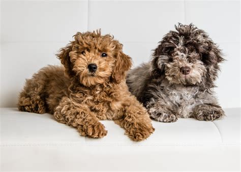 Mini Goldendoodle Puppies For Sale In The Bronx | Hopeful Dreams Family Puppies