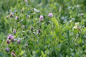 Green Manure: Types and Importance of Green Manure for Farmers | Tractorgyan (tg1040)