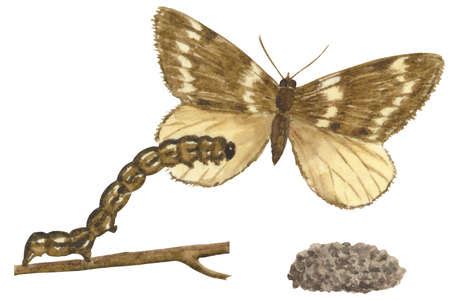 Stock Illustration - The life stages of a Fall Cankerworm moth (Alsophila pometaria)