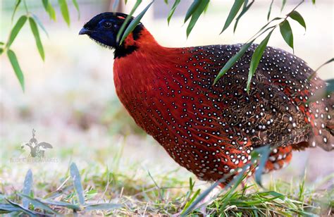 Tragopans — Blue Creek Aviaries