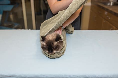 Techniques for Towel Restraint of Cats | Clinician's Brief