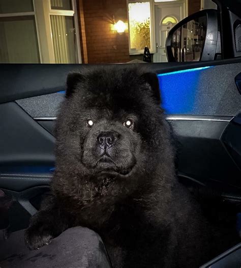 Black chow chow male puppy | in Walton, Merseyside | Gumtree