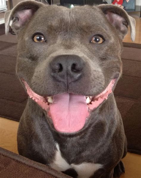 159 best English Staffordshire dogs- Staffies images on Pinterest | Staffordshire bull terriers ...