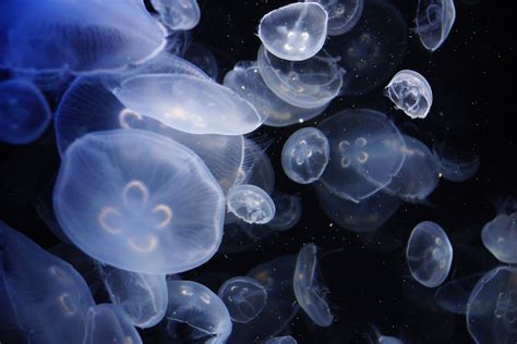 Moon Jellyfish Facts — SeaDoc Society