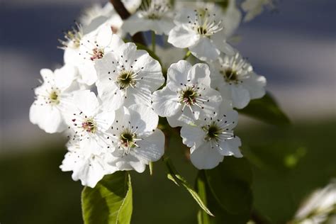 The Flowering Chanticleer Callery Pear Tree