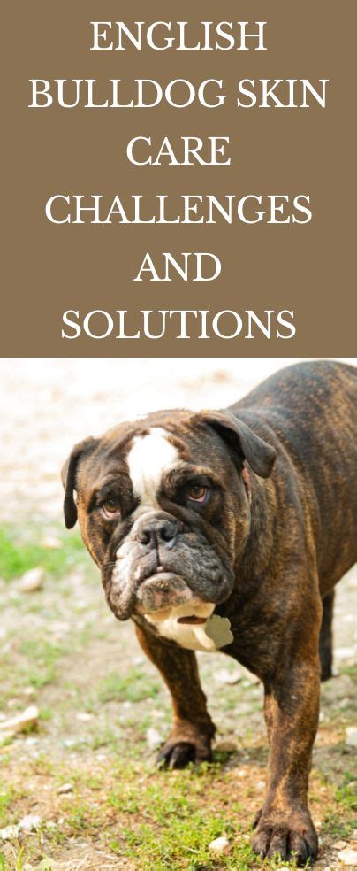 English Bulldog Skin Care Challenges and Solutions | English bulldog ...