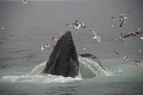 Feeding Humpback Whale Image - ID: 268049 - Image Abyss