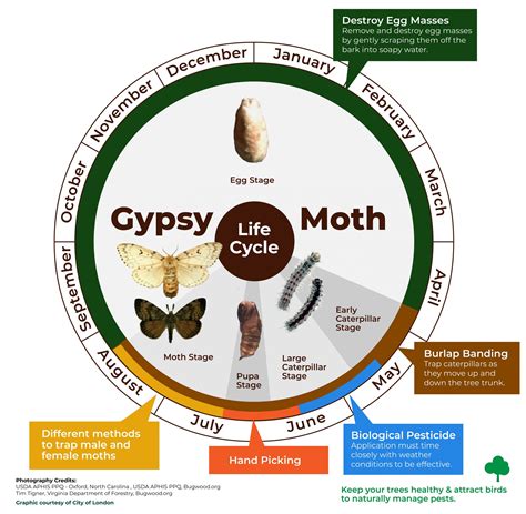 LDD Moth or Spongy Moth - Toronto and Region Conservation Authority (TRCA)