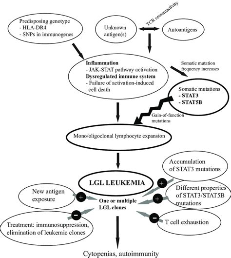 Hypothesis of LGL leukemia pathogenesis. An exposure to an unknown... | Download Scientific Diagram