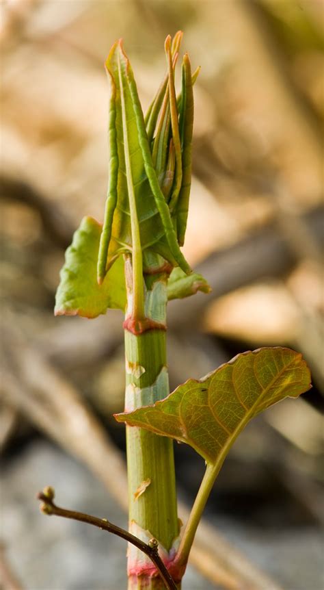 The 3 Foragers: Foraging for Wild, Natural, Organic Food: Japanese Knotweed Recipe - Knotweed ...