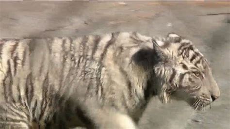 Rescued white tiger cub moved into new habitat | cbs8.com