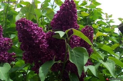 Syringa vulgaris 'Monge'. One of the darkest purple lilac varieties you can get.